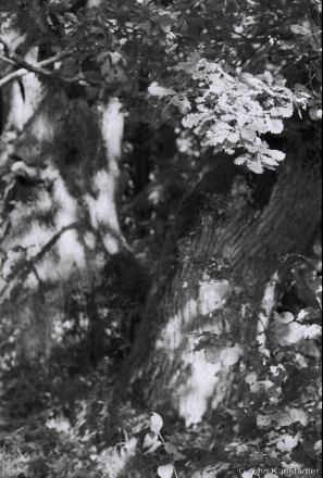 9b.Remains-of-Miljeuski-Estate-Park-Milva-Bjarezina-2019-2019193a_22A