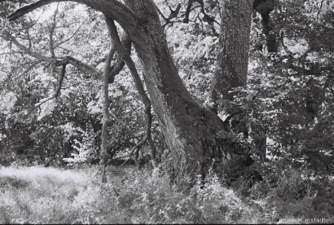9c.Remains-of-Miljeuski-Estate-Park-Milva-Bjarezina-2019-2019193a_23A
