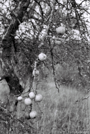Apple-Orchard-Zastsjennje-2018-2018286_00A