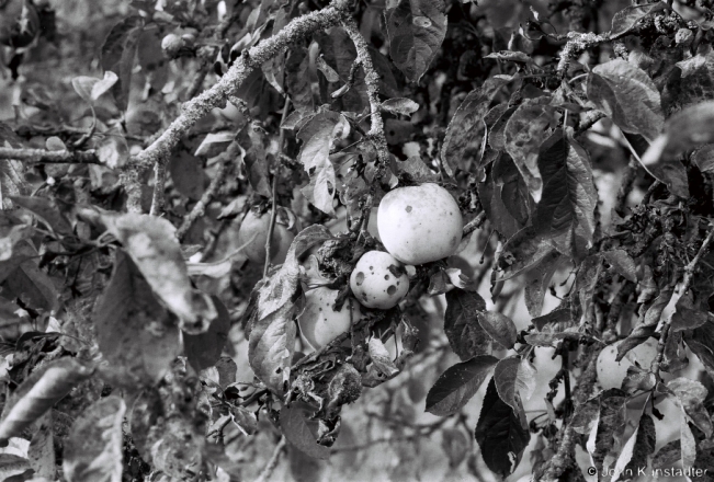 Apple-Orchard-Zastsjennje-2018-2018287_11