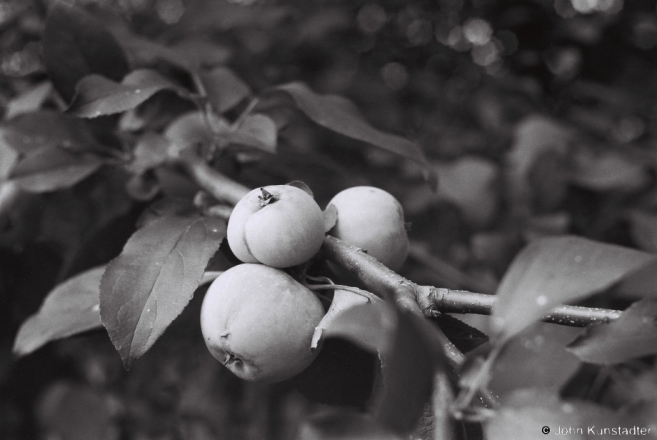 Ripening Apples, Tsjerablichy 2013, F1120011(2013230-11