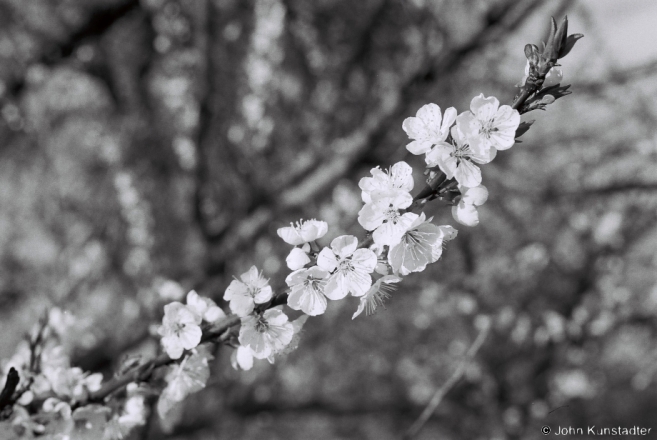 Apricot Blossoms, Tsjerablichy 2017, 2017072- (F1080023