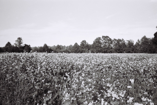 Buckwheat-Buda-Zhytkavichy-District-2012-2012189-01
