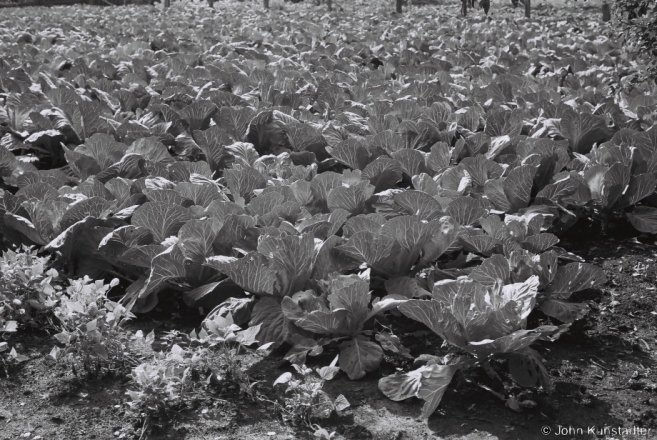 Cabbage Patch, Tsjerablichy 2014, F1100027(2014311a-26A