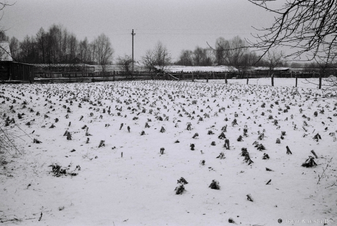 Cabbage Patch, Tsjerablichy 2015, F1080025(2015013b-