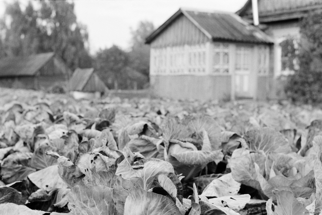 Cabbage-Patch-Tsjerablichy-2019-2019242a-15A