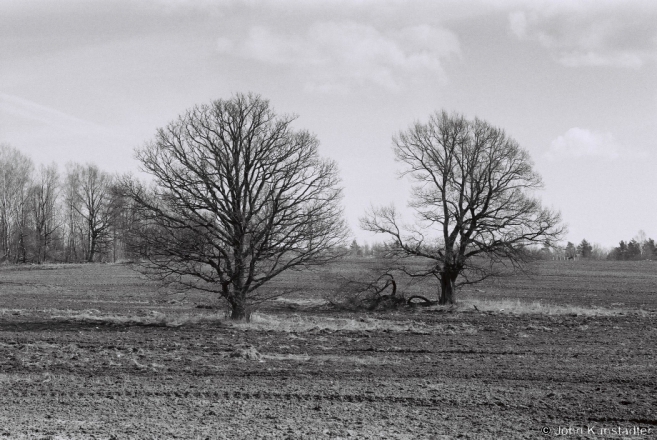Dzjaniski Oaks 2015, F1190030(2015130b-.jpg