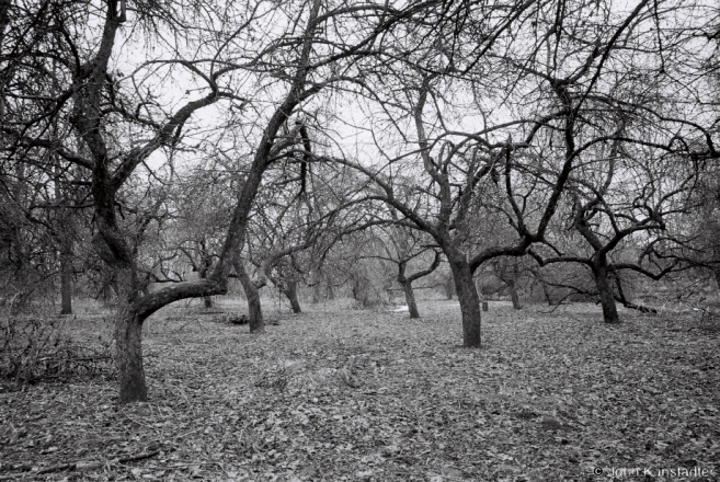Former Estate Orchard, Pukava 2016, 2016067b-15A (F1150015