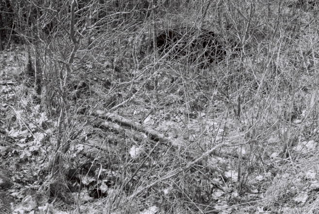 German World War I Bunker Material Used as a Farmstead Root Cellar, nr. Khodasy 2017, 2017091-08 (F1160009