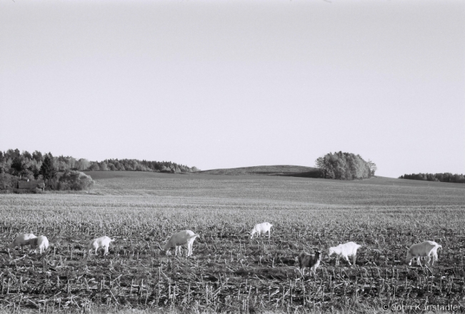 Gleaners, Baroushchyna 2018, 2018261c_32A