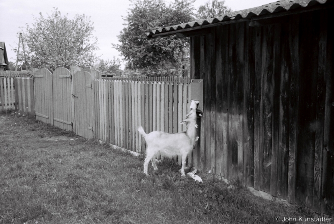 Hungry for the News, Panjamon' 2015, F1080032(2015154b-