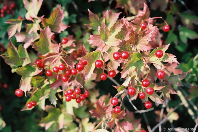 Kalina (Viburnum opulus), Tsjerablichy 2015, 2015331- (F1010027