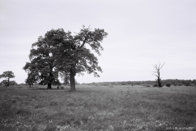 Oak Grove, Panjamon' 2015, F1160012(2015155a-