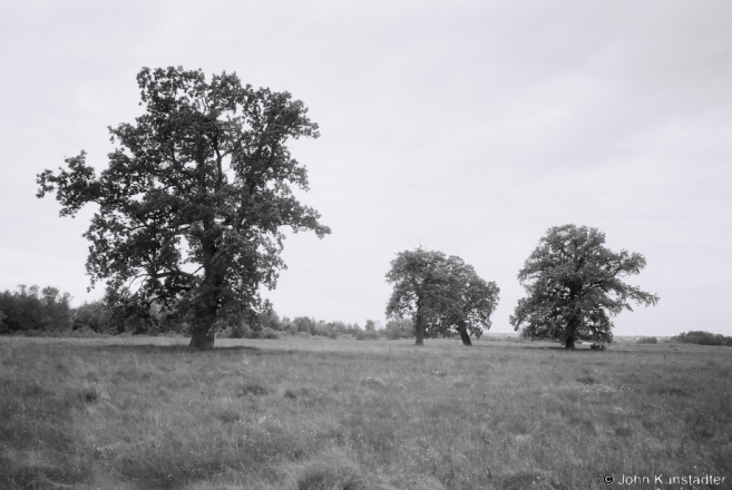 Oak Grove, Panjamon' 2015, F1160019(2015155a-