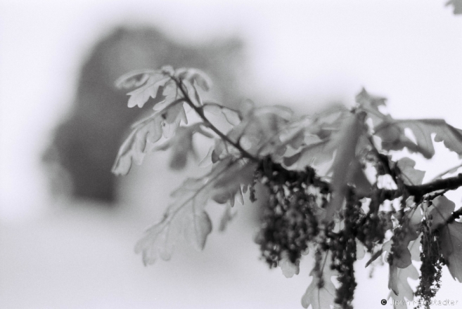 Oak Leaves, Rukhcha 2015, F1080035(2015146c-