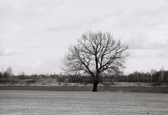 Oak Tree along the Tsjerablichy-Machul' Road 2016, 2016087b- (2) (000058