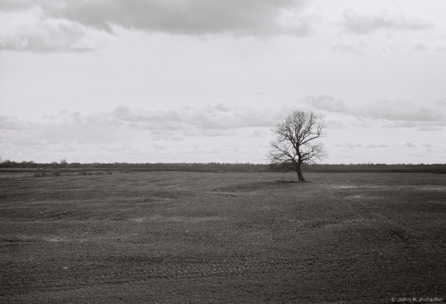 Oak Tree along the Tsjerablichy-Machul' Road 2016, 2016087b- (2) (000060