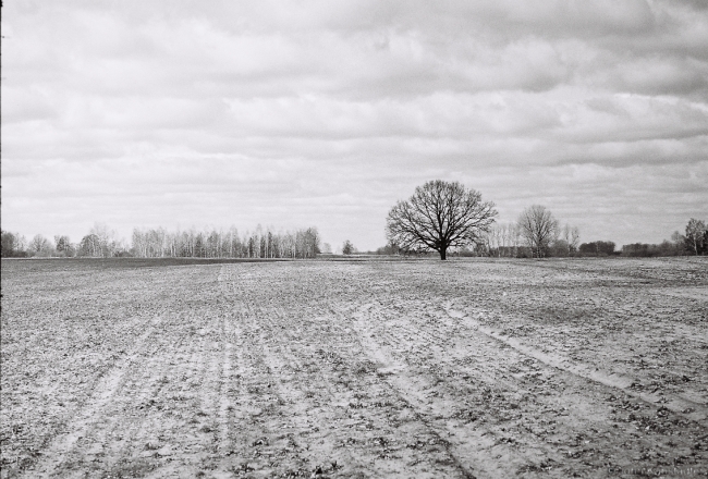 Oak Tree near Tsjerablichy New Cemetery 2016, 2016082a- (000001
