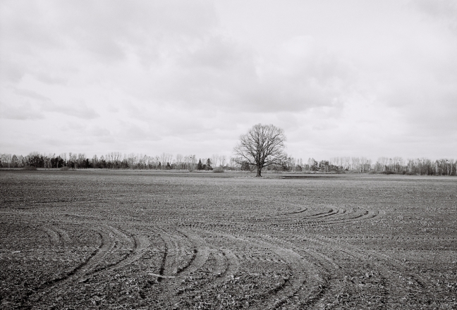 Oak Tree near Tsjerablichy New Cemetery 2016, 2016087b- (2) (000055