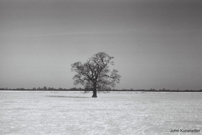Oak-Varonina-2014-2014018-07