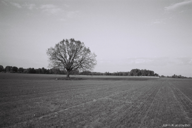Polesian-Oak-Tsjerablichy-2014-2014142a-15A