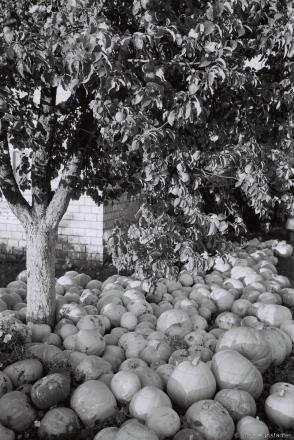 Pumpkins and Apples, Ramjel' 2014, 2014328a-