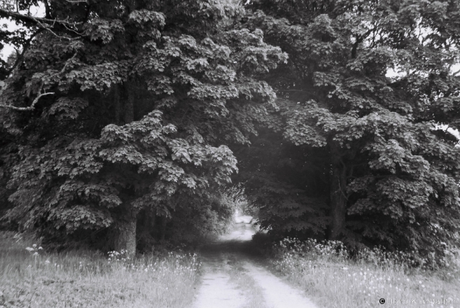 Remnant of Former Estate Allee, Zaharnjata 2017, 2017164a- (F1150028