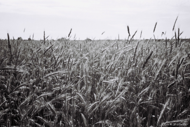 Rye, Buda (Zhytkavichy District) 2012, 2012189-03