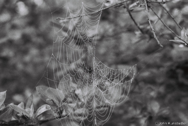 Spider Web, April Morning, Tsjerablichy 2014, F1010003(2014094-