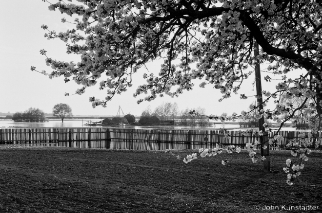 Spring Blossoms, Khotamjel' 2008, 2008179--0