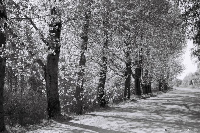 Spring Light, Tsjerablichy-Machul' Road 2016, 2016162b- (F1190004