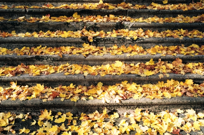 Steps to Site of Former Shafnagel Manor House, Kushljany 2018, 2018265-24A(2)