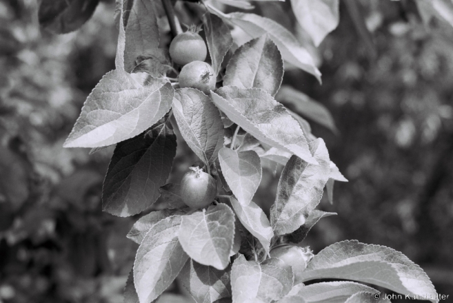 The Promise of Apples, Tsjerablichy 2017, 2017160b- (F1100018