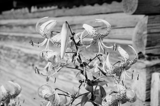 August Flowers, Tsjerablichy 2015, 2015244b-24A