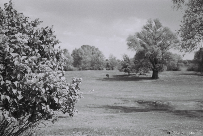 Vujvichy-2014-2014140-26A
