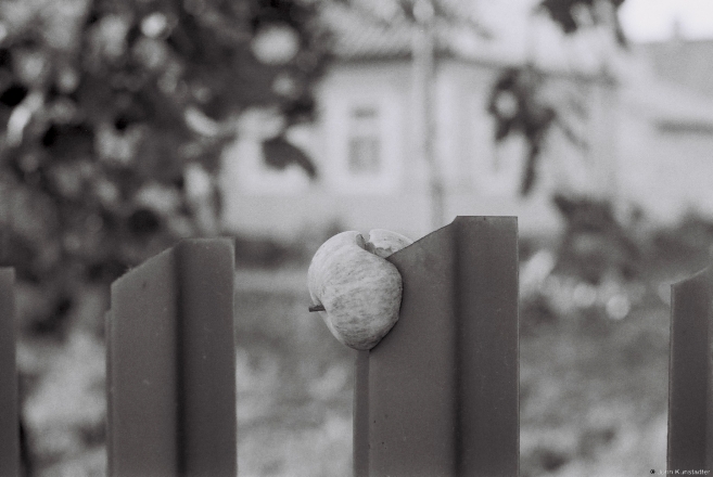 apple-season-tsjerablichy-2012-2012245b