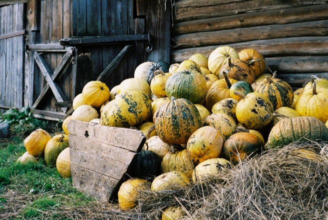 autumn-bounty-machul-2010