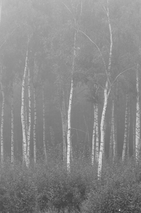 autumn-fog-ashmjany-district-2001