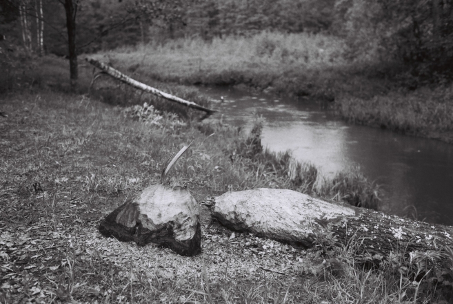 beavers-at-work-nalibaki-wilderness-2013-f11900242013151-jpg