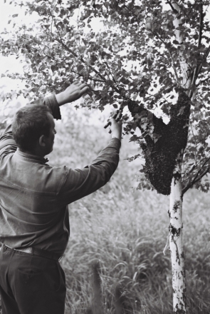 collecting-a-bee-swarm-tsjerablichy-2010