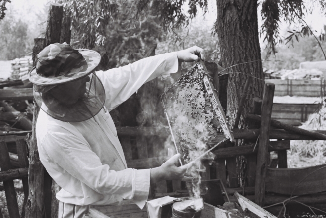 extracting-honey-tsjerablichy-20101