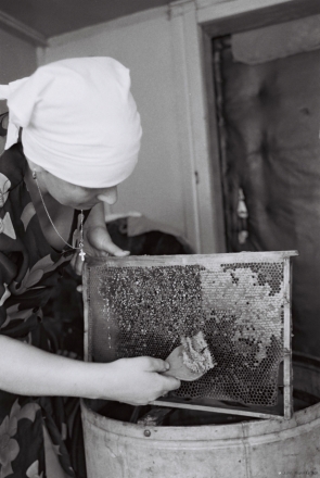 extracting-honey-tsjerablichy-20102
