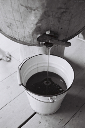 extracting-honey-tsjerablichy-20104