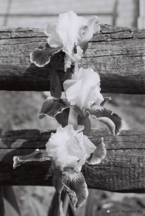 iris-tsjerablichy-2012124