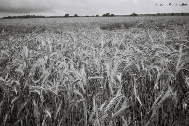 field-of-grain-buda-2011-2011191bf1010030