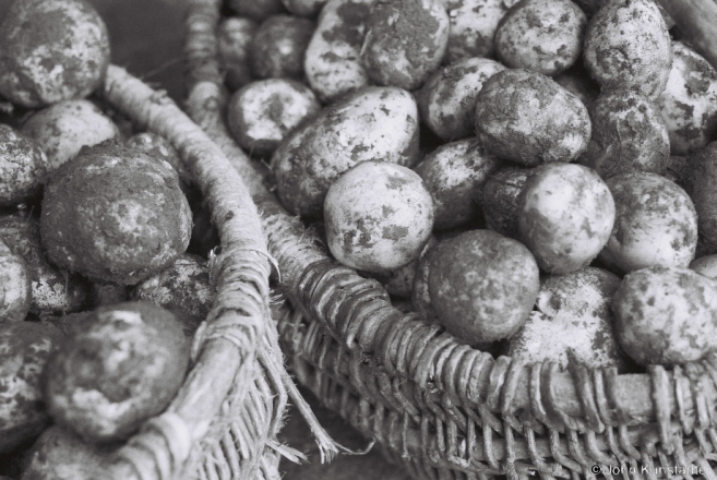 freshly-harvested-potatoes-tsjerablichy-2012-f11100242012217b