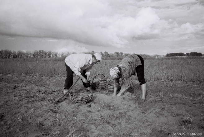 harvesting-potatoes-tsjerablichy-2013-2013311-24