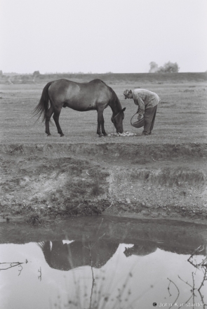 horse-tsjerablichy-2012-2012202-f1090027
