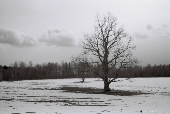 landscapes-of-belarus-xxxi-oak-grove-vjazynka-2011-2011078b-13