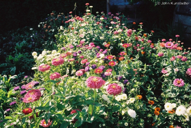 late-summer-flowers-tsjerablichy-2011-2011233b